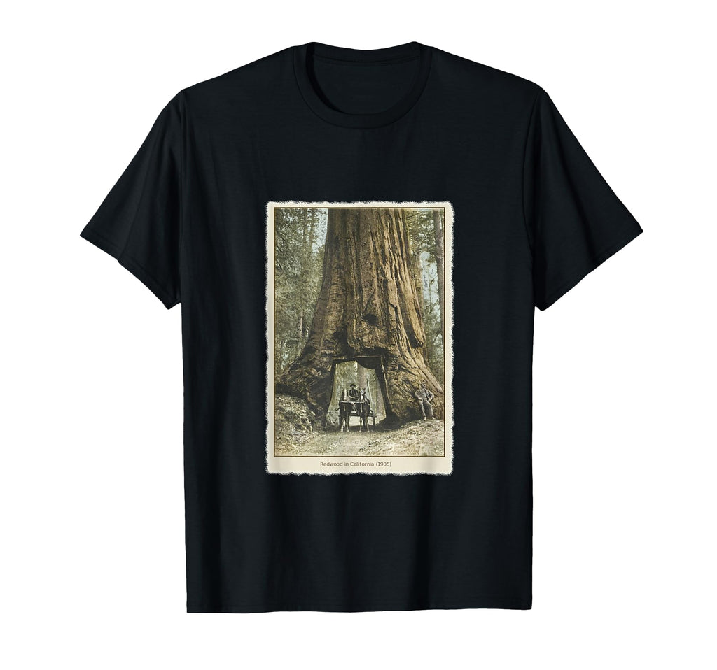 Redwood Forest California T-Shirt - Casual Everyday Wear for Adults - T-Shirt, Sweatshirt, Hoodie
