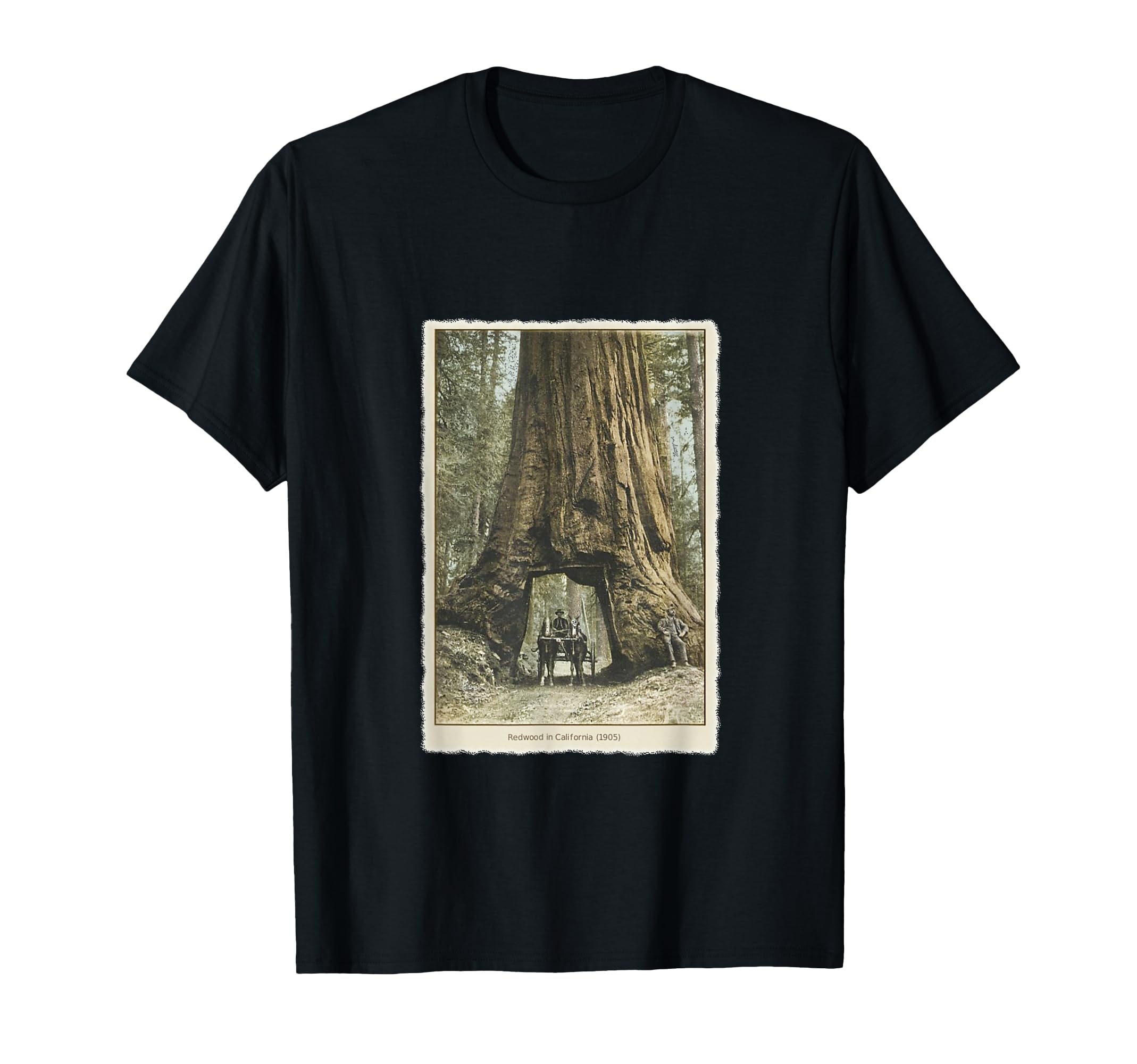 Redwood Forest California T-Shirt - Casual Everyday Wear for Adults - T-Shirt, Sweatshirt, Hoodie